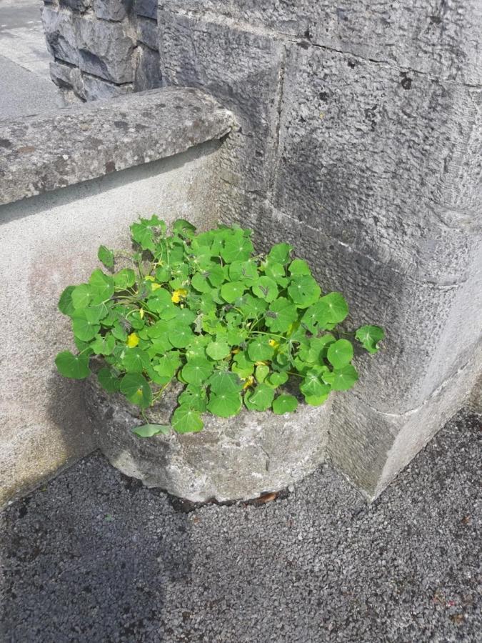 Strokestown Townhouse Apartments Εξωτερικό φωτογραφία